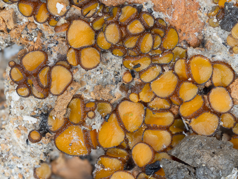 Anthracobia macrocystis